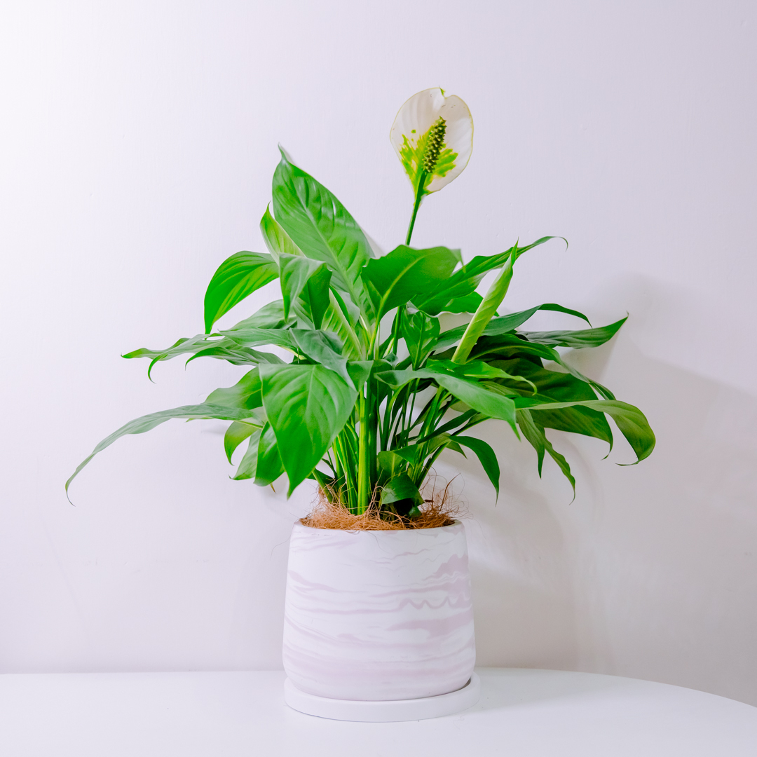 『6寸』白鶴芋｜中型尺寸｜自選盆器