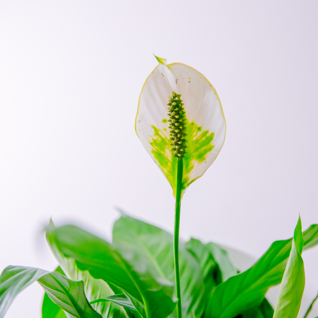 『6寸』白鶴芋｜中型尺寸｜自選盆器