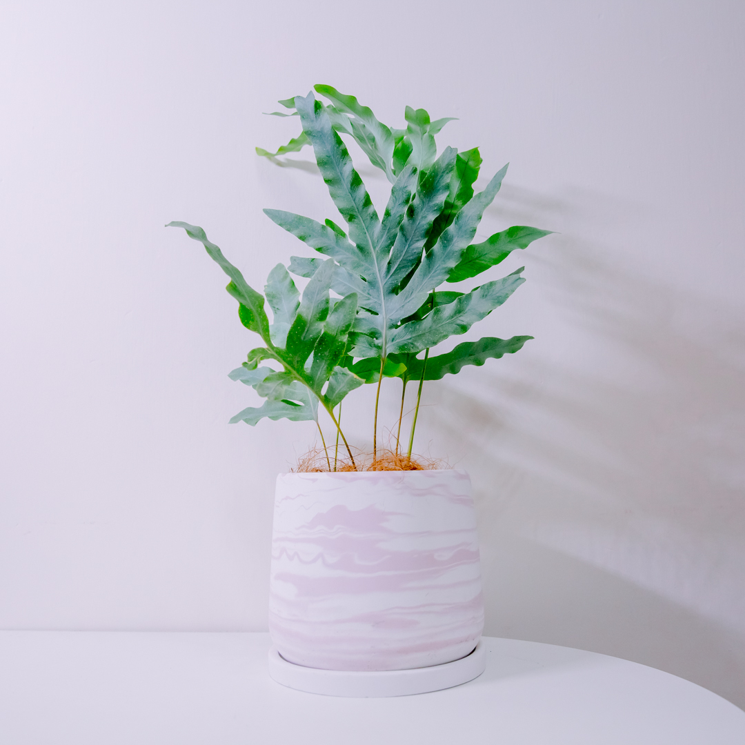 『6寸』藍星蕨｜中型尺寸｜自選盆器