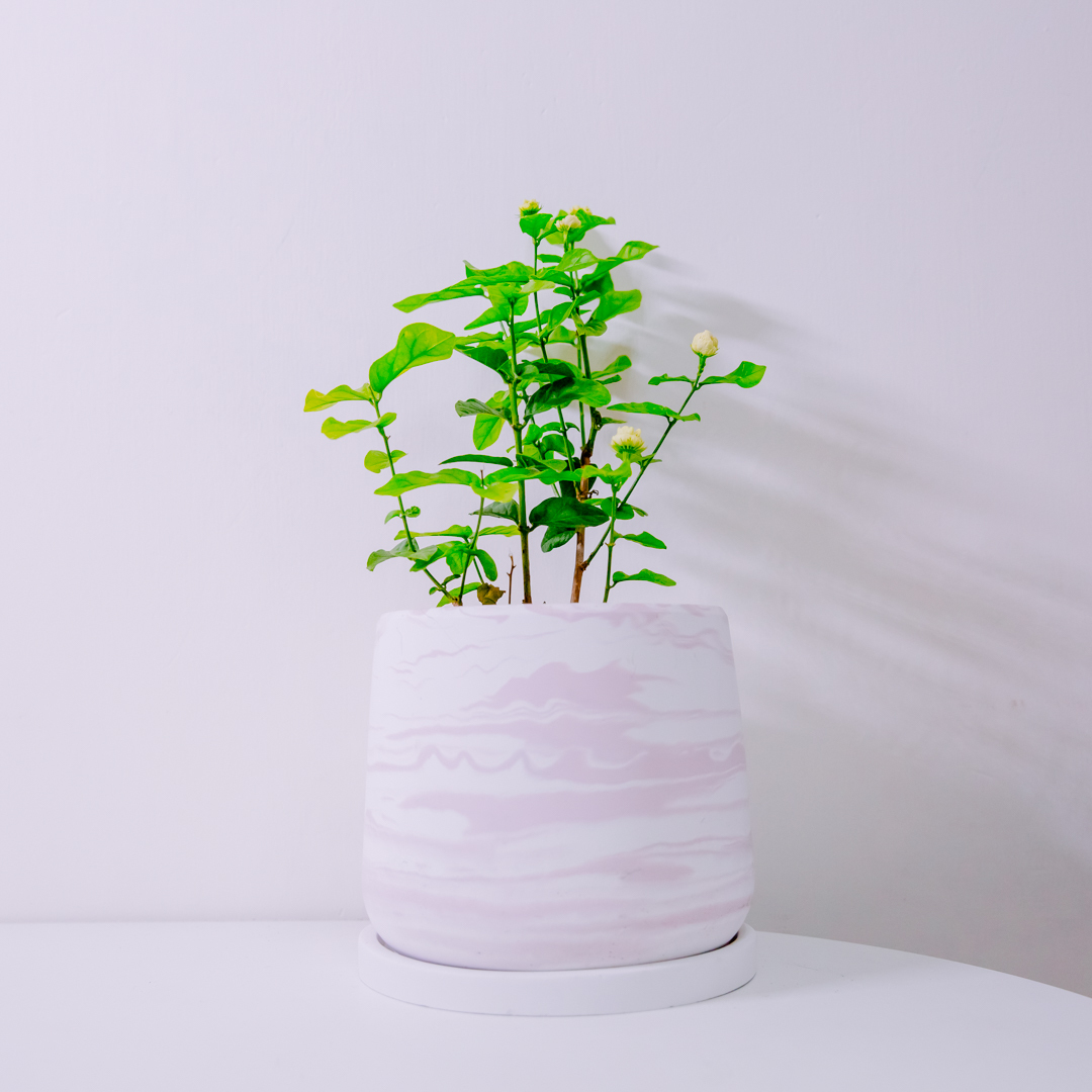 『5寸』虎頭茉莉｜中型尺寸｜自選盆器