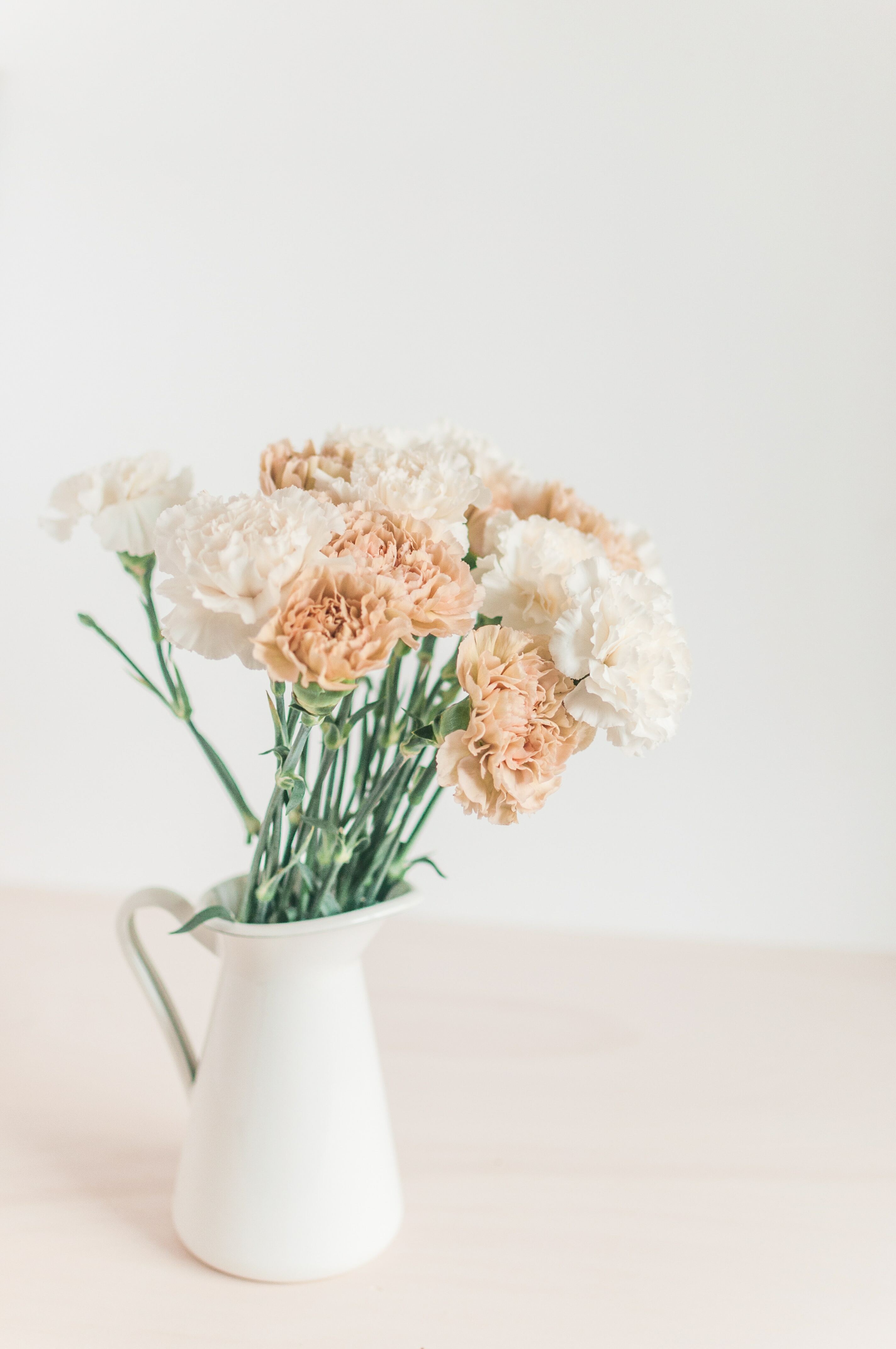 Carnation カーネーション