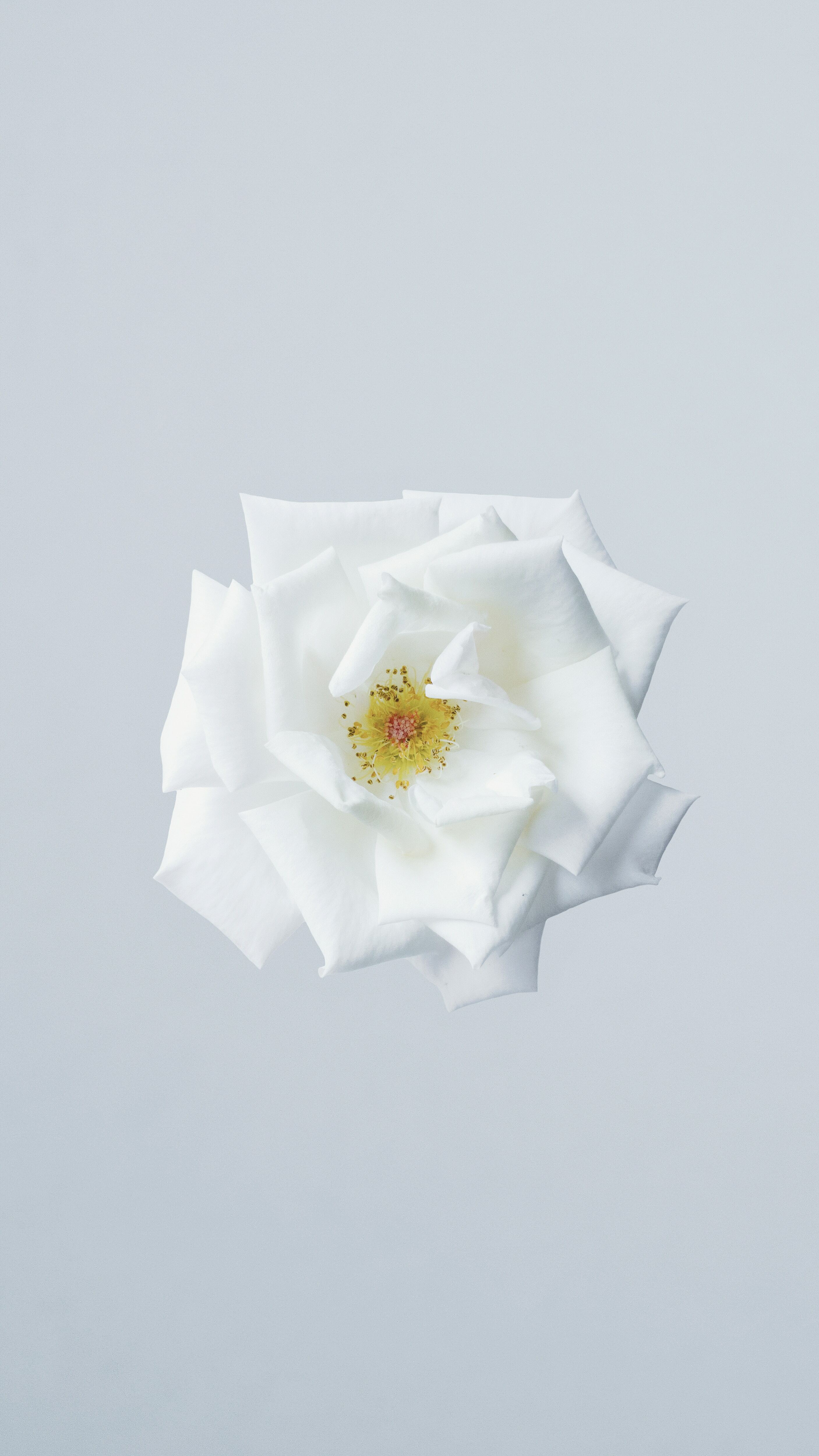 White Camellia ホワイトカメリア