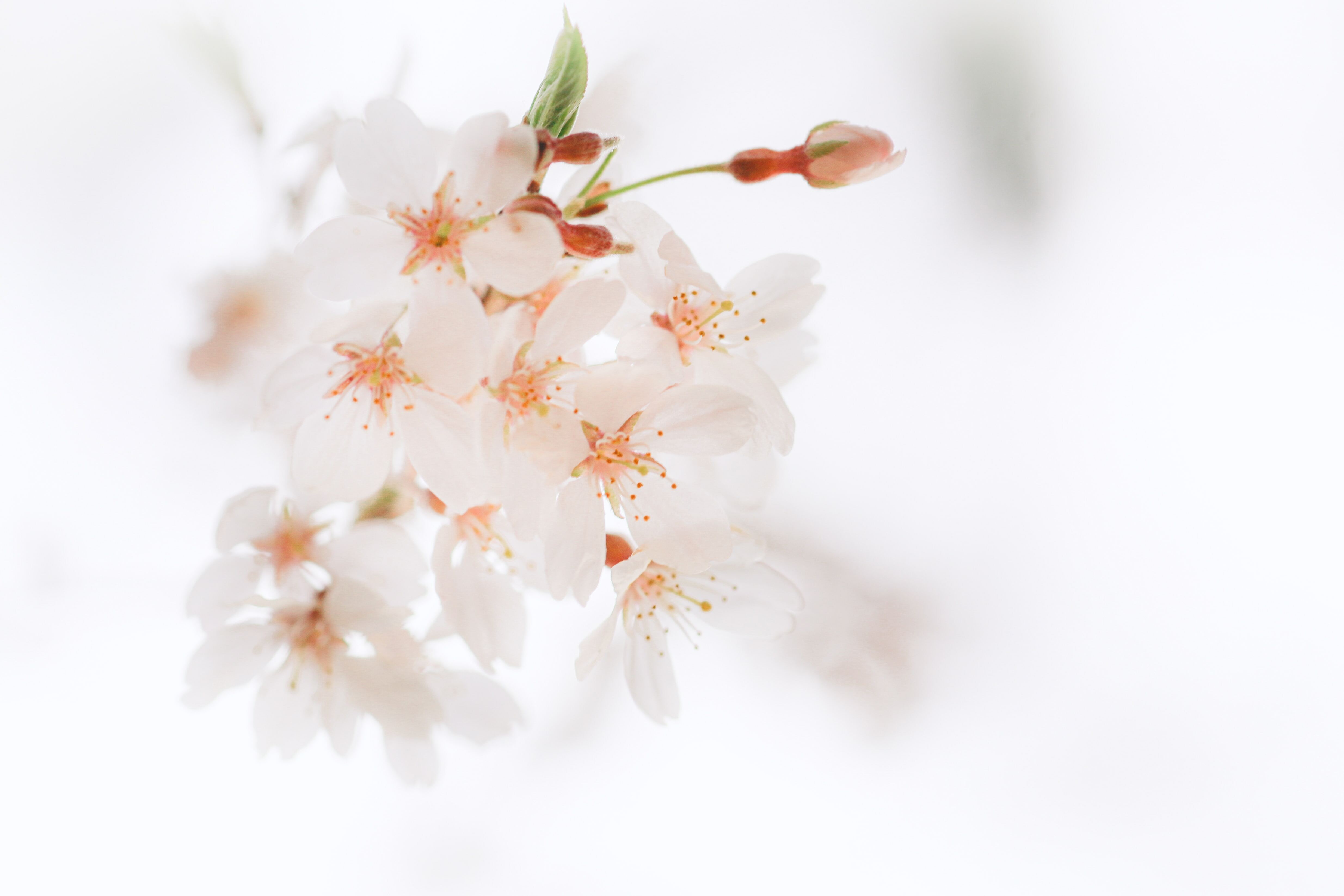 Sakura サクラ
