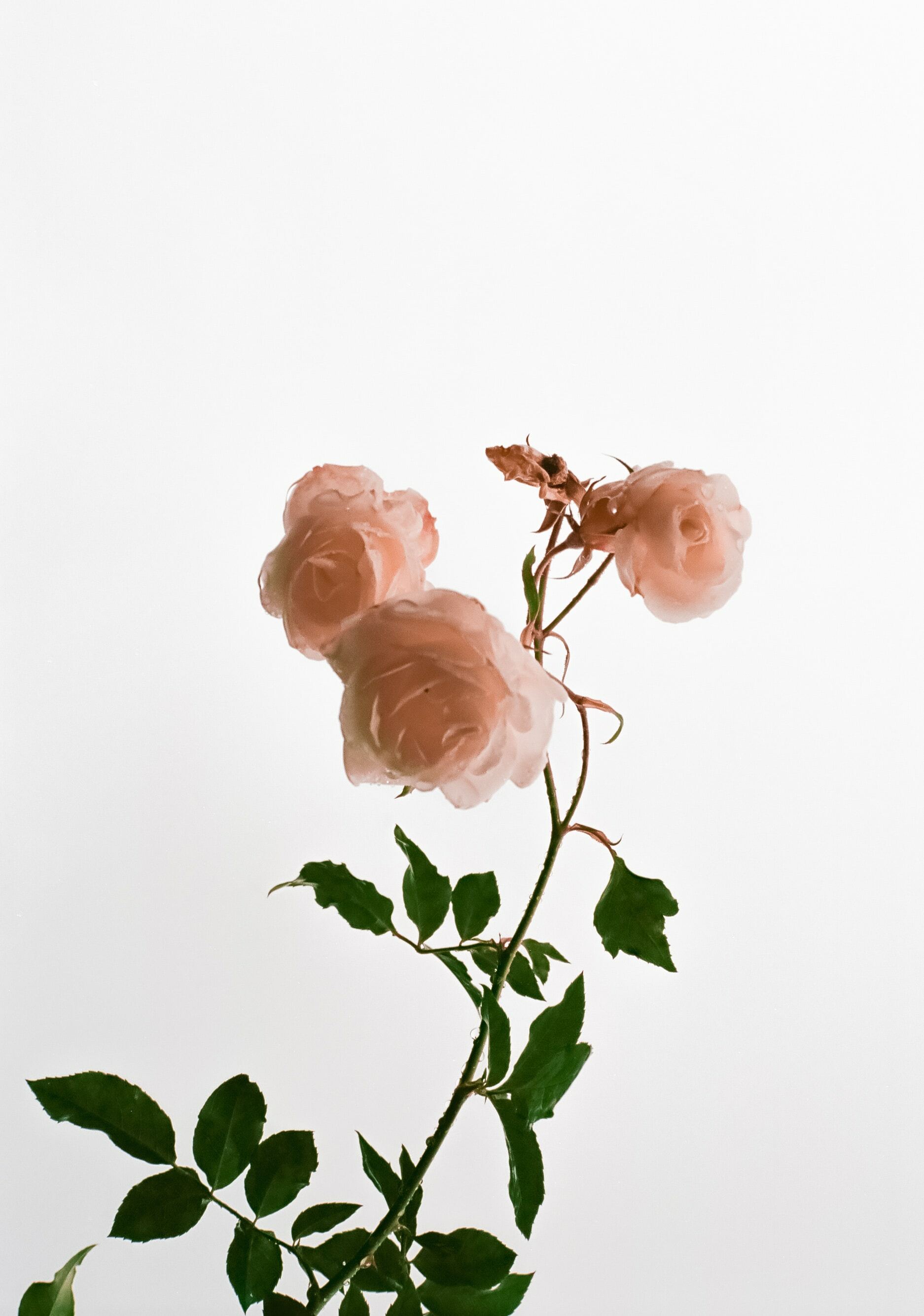 Rose ローズ