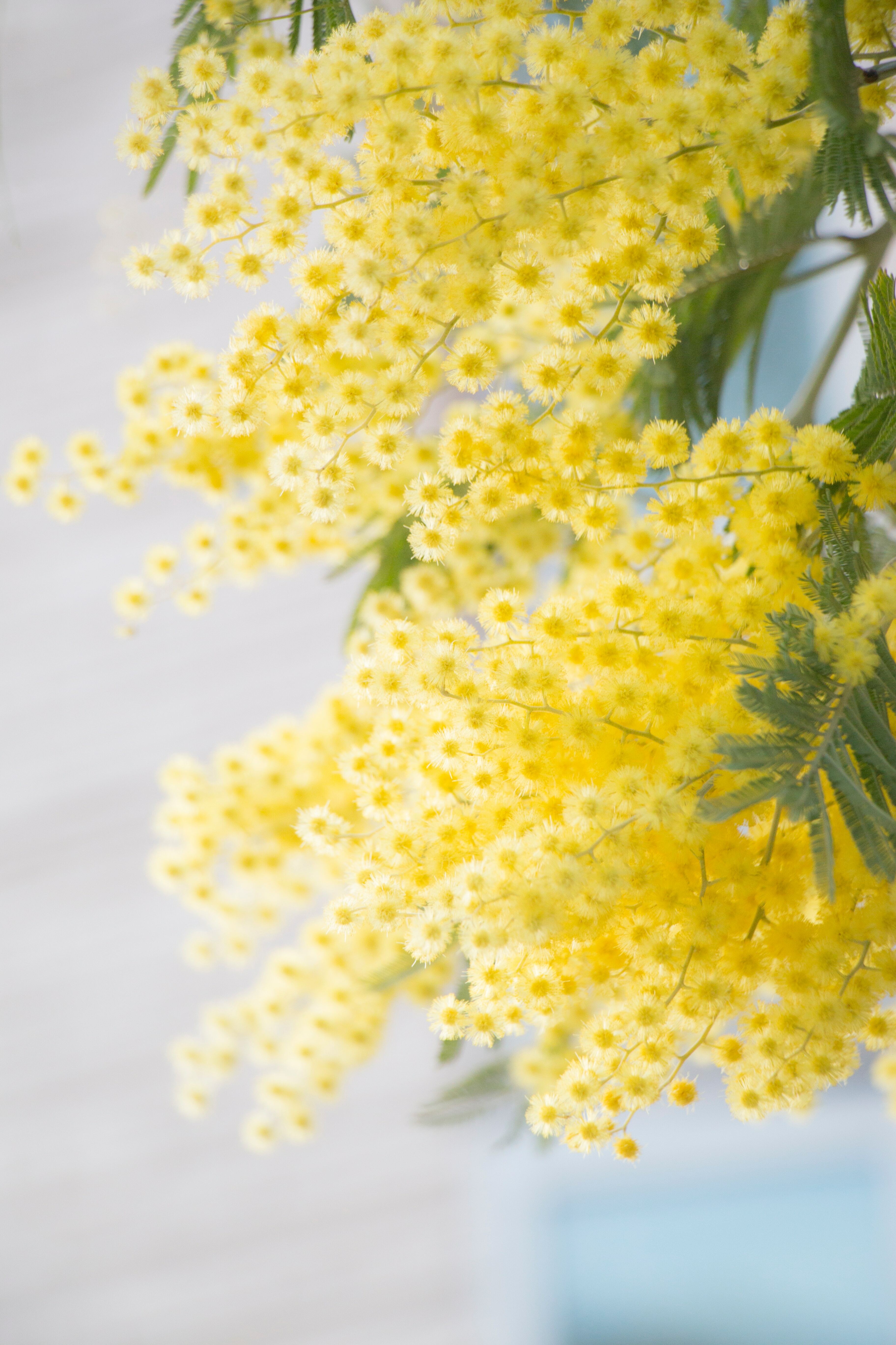 Mimosa ミモザ