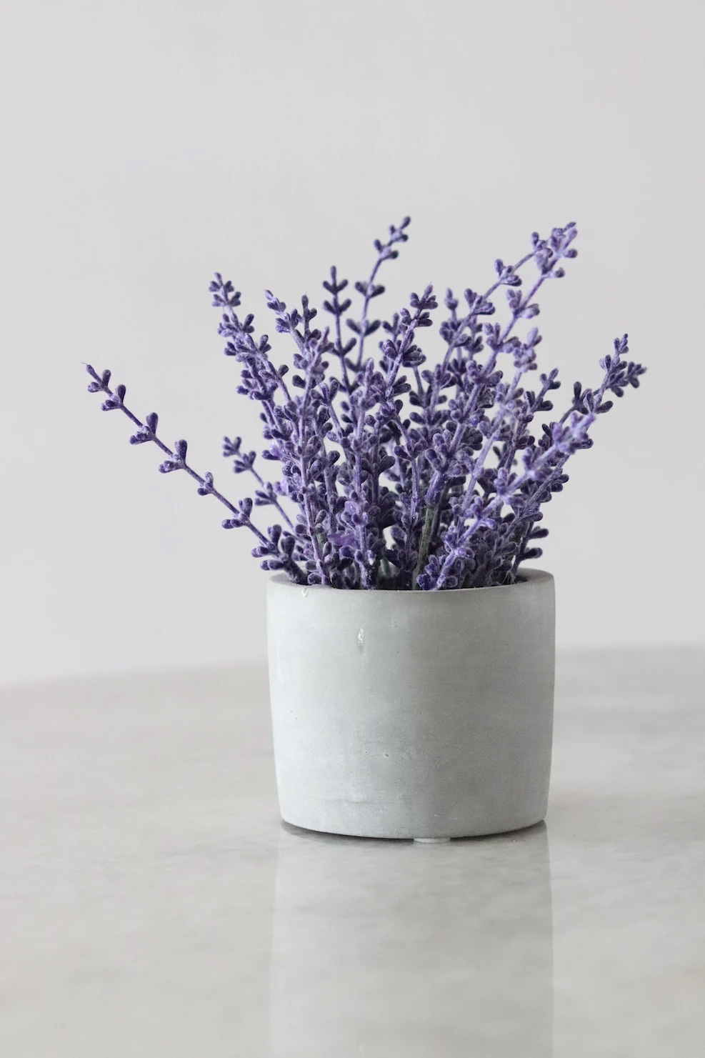 Lavendar ラベンダー