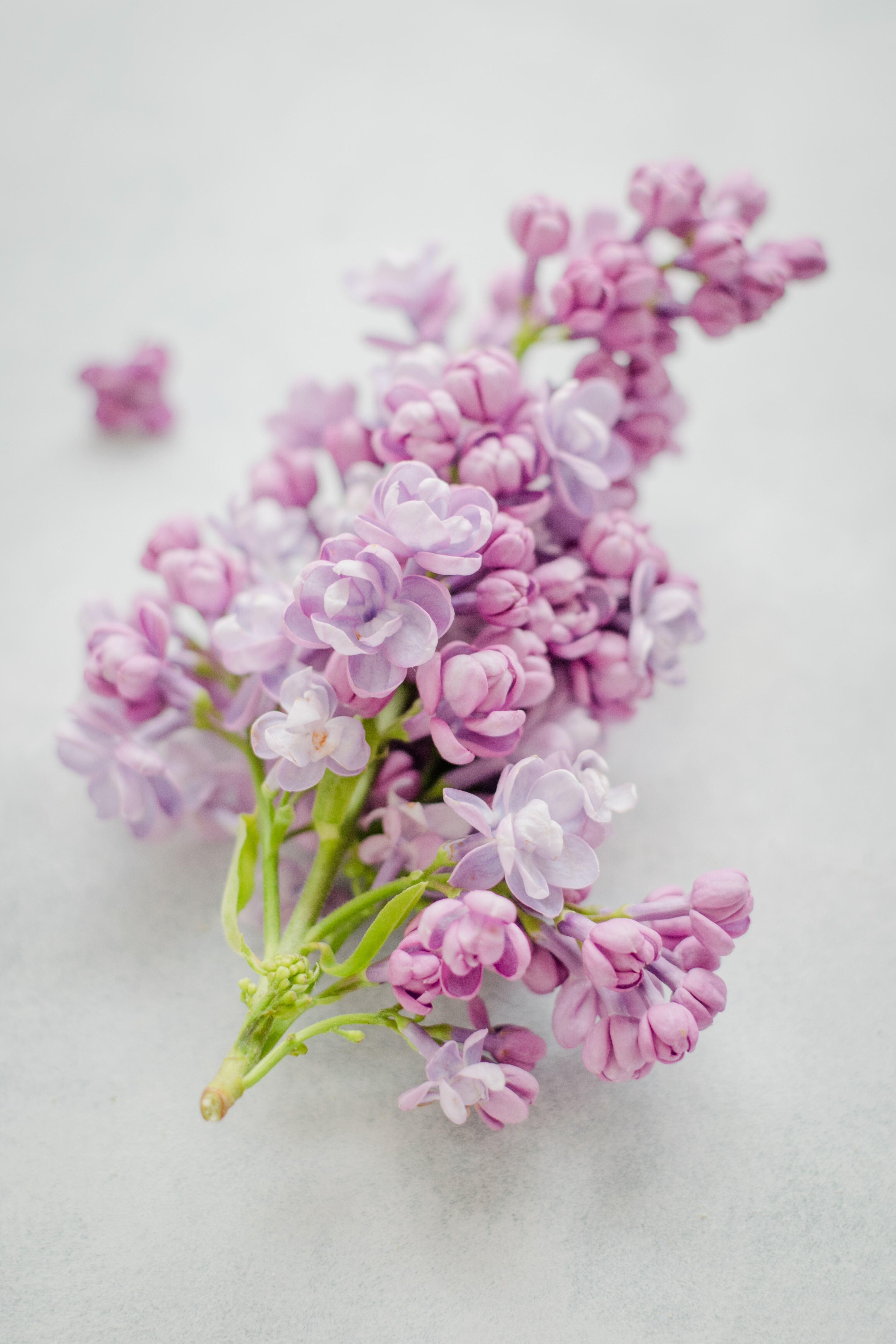 Lilac ライラック