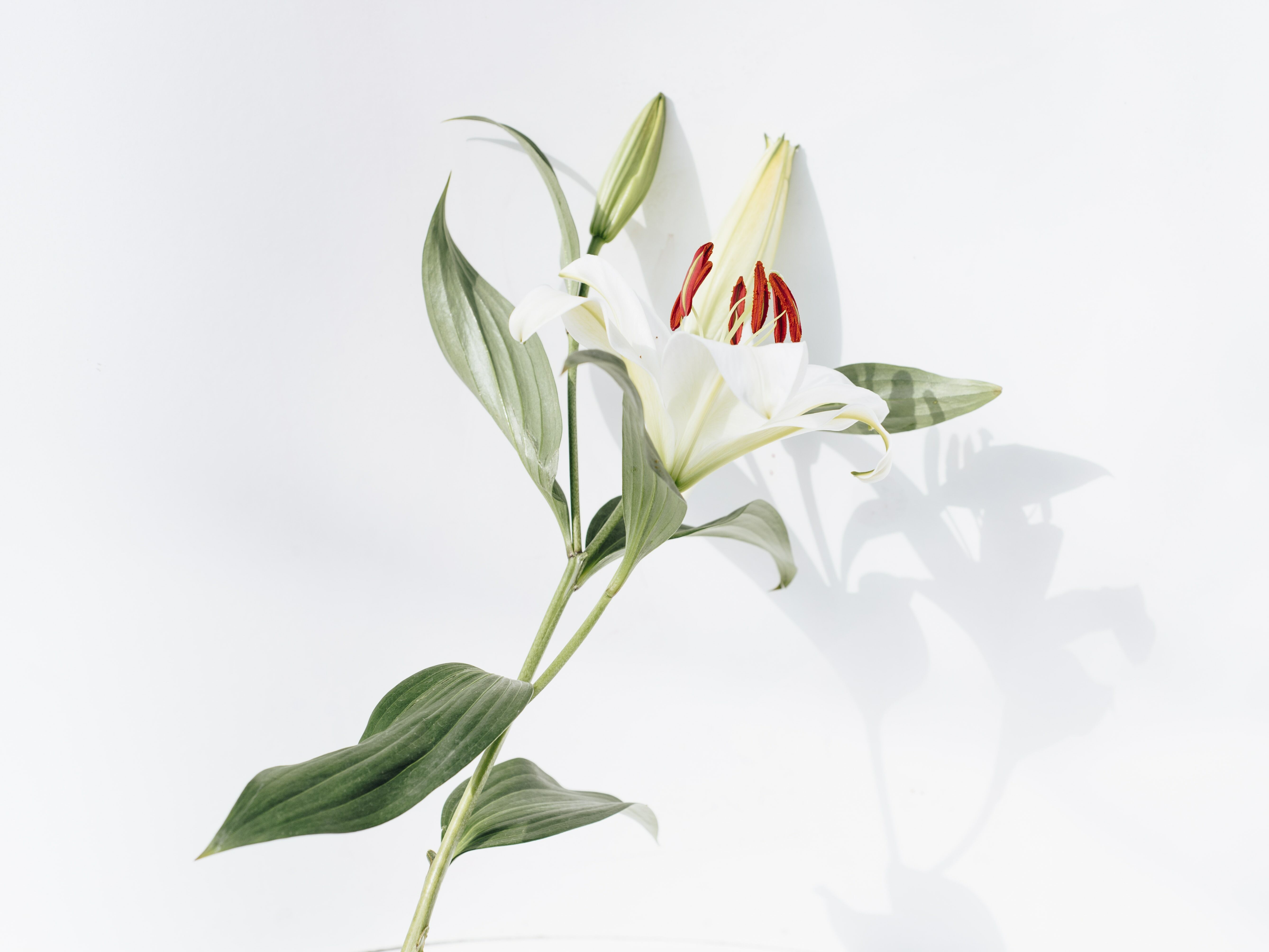 Lily リリー