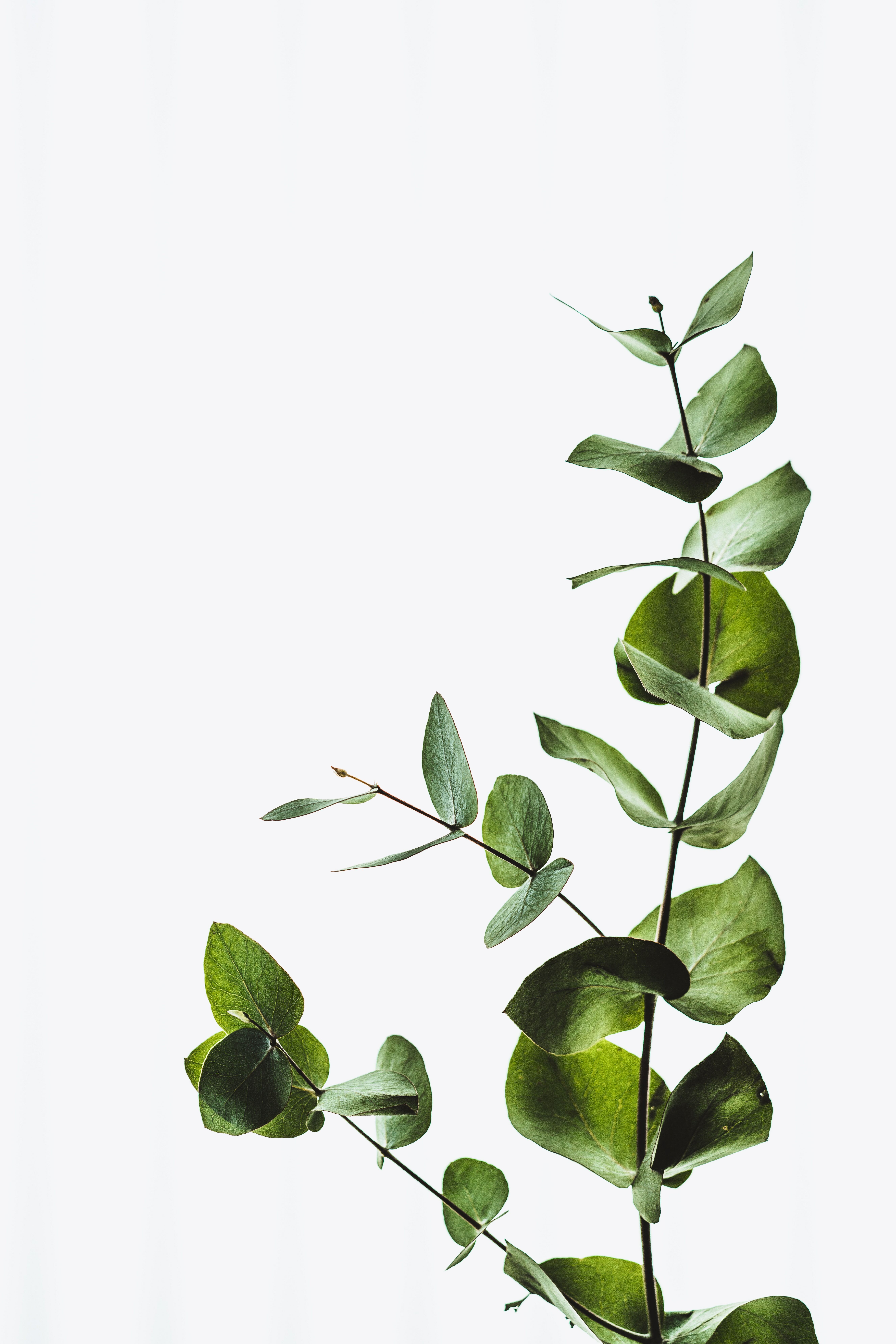 Fresh Green フレッシュグリーン