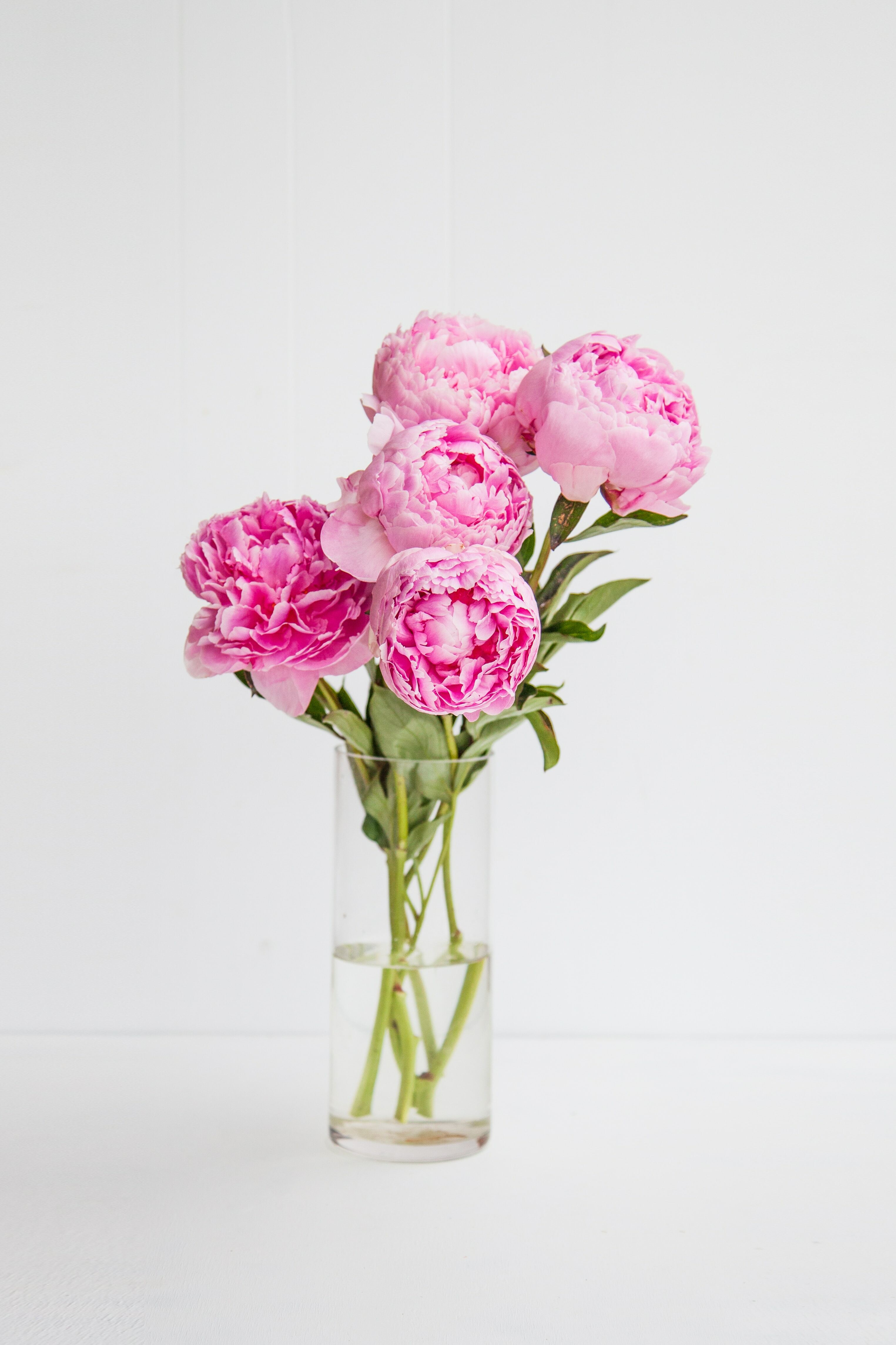 Peony ピオニー