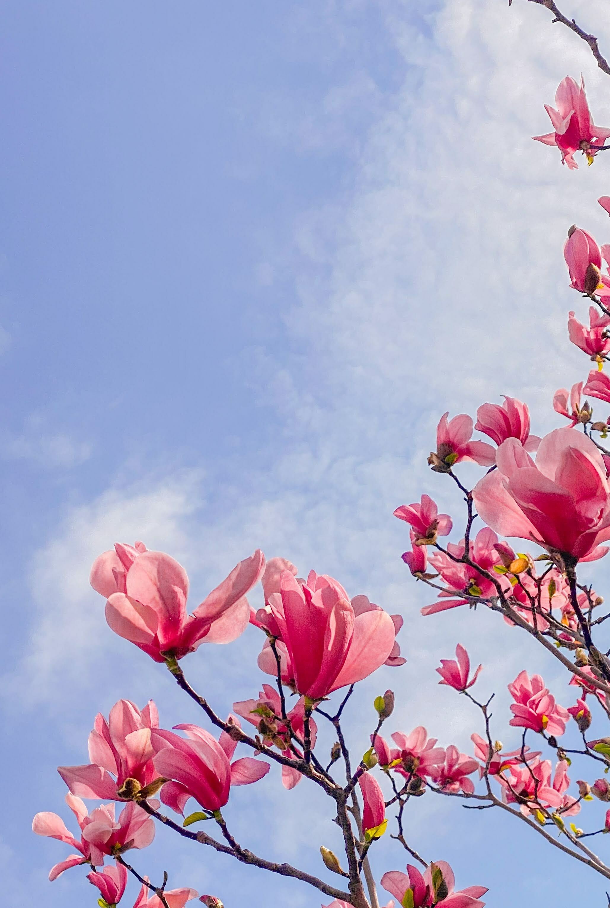 Magnolia マグノリア