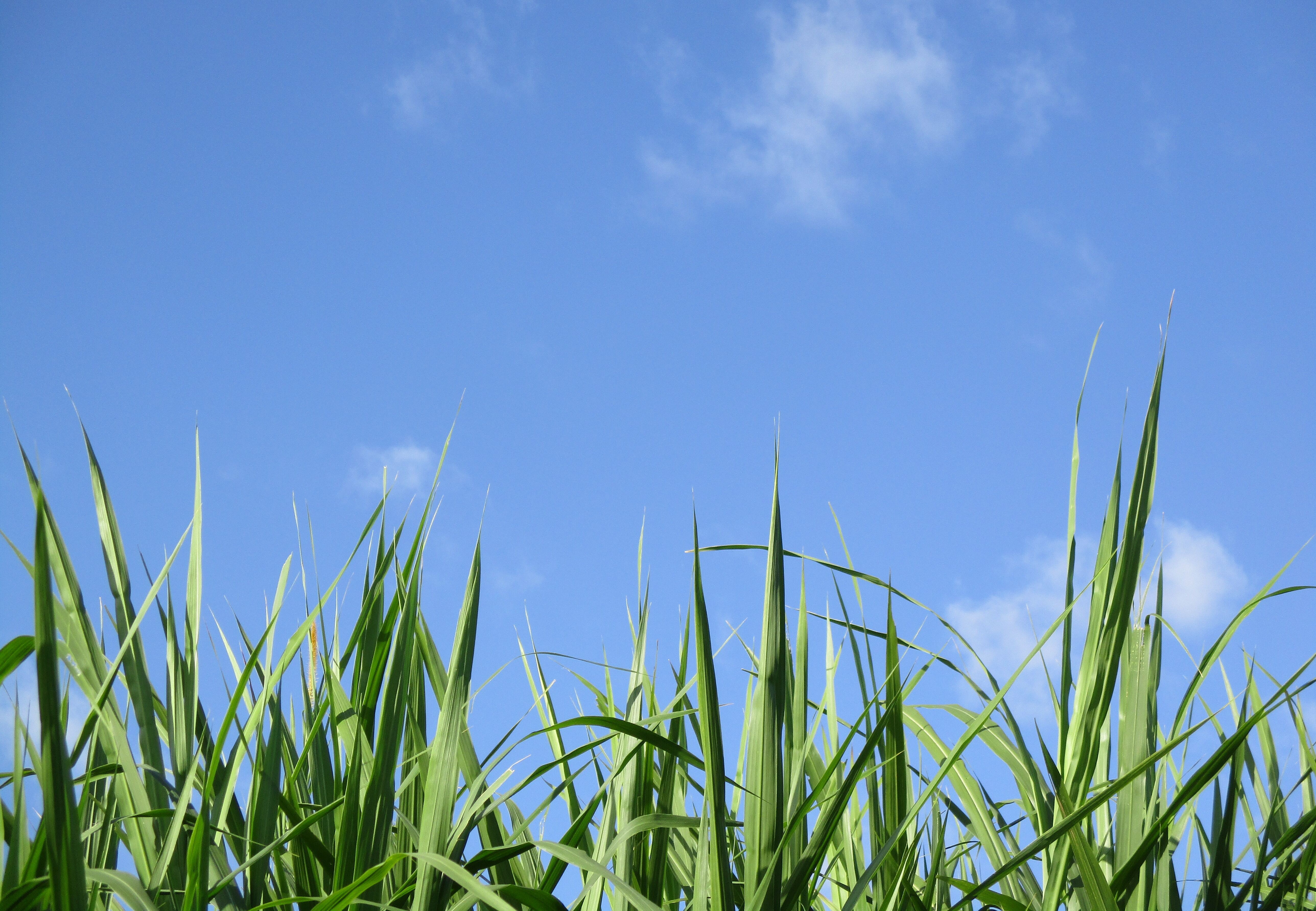 Citronella シトロネラ