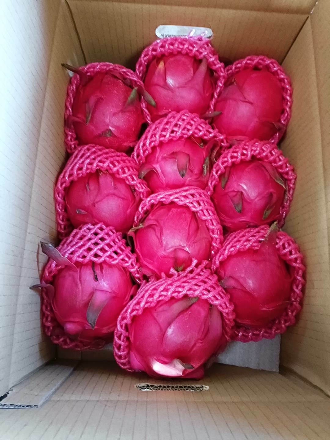 （預計114年6月開始採收）八卦山紅肉火龍果  pitaya｜南投八卦山腳紅土種植 【產地直送免運費!】