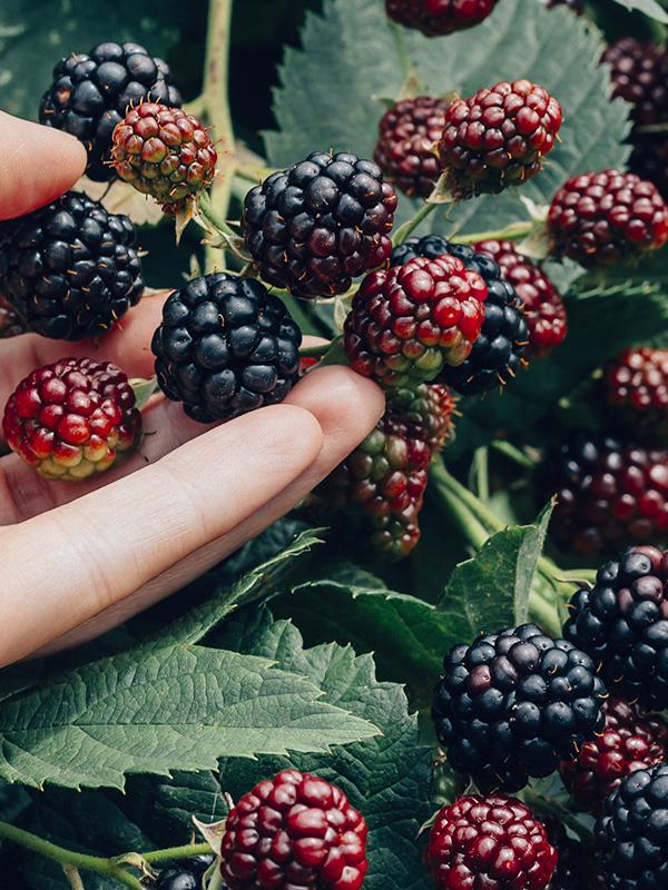 Blackberry & Bay