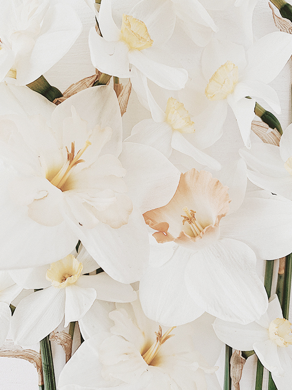 Narcissus
