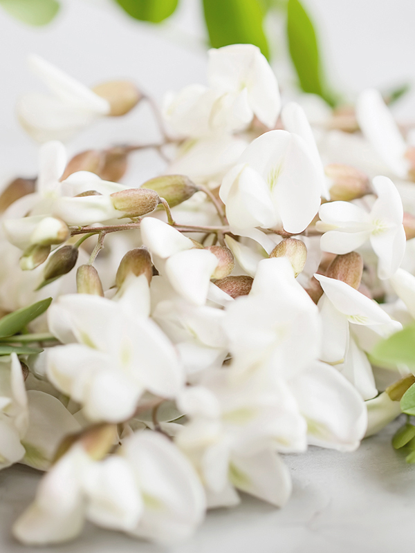 Acacia (Black Locust)