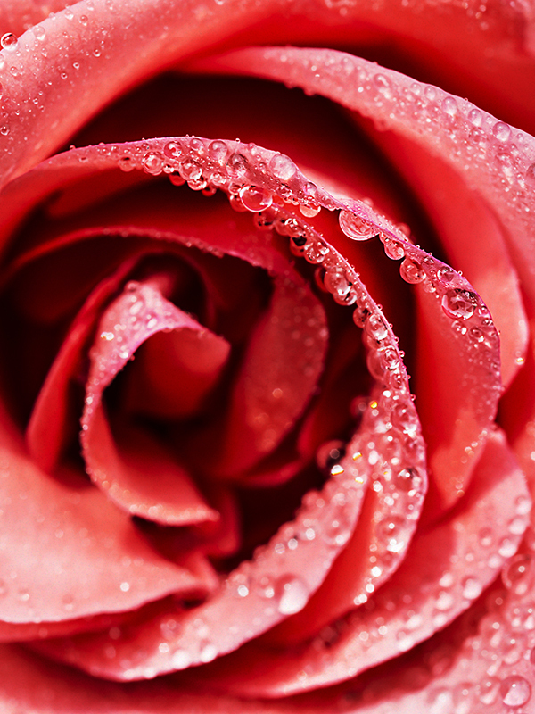 Red Rose (JM Type)