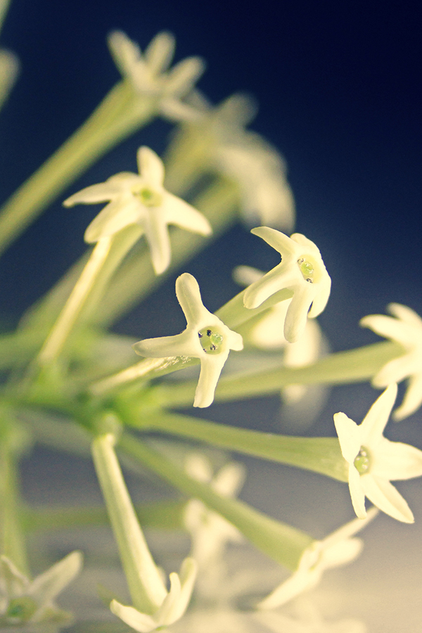 Do Son = Tuberose (D type)