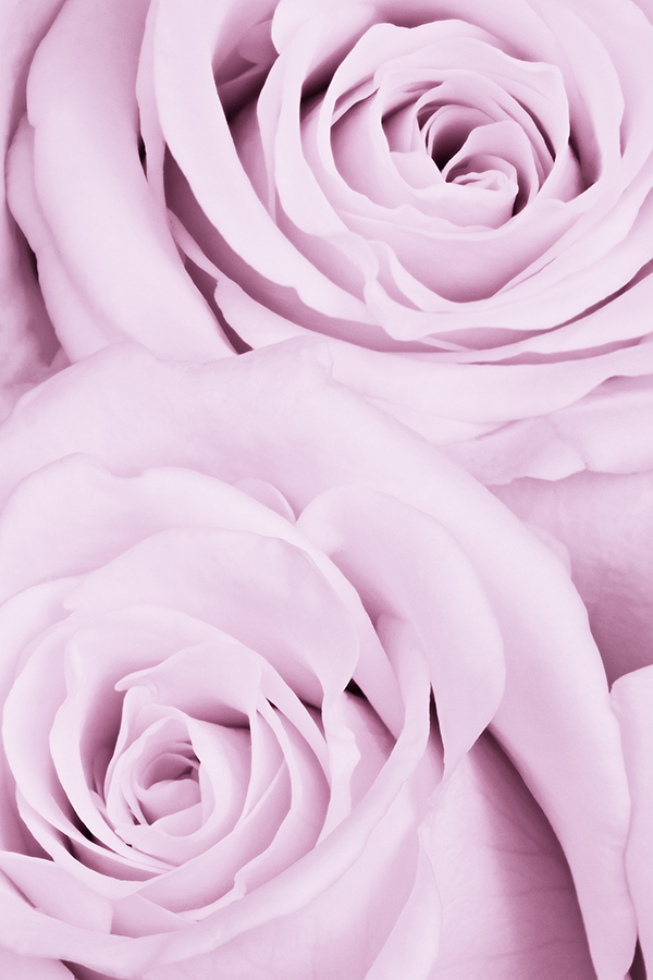Rose Duet (D type)