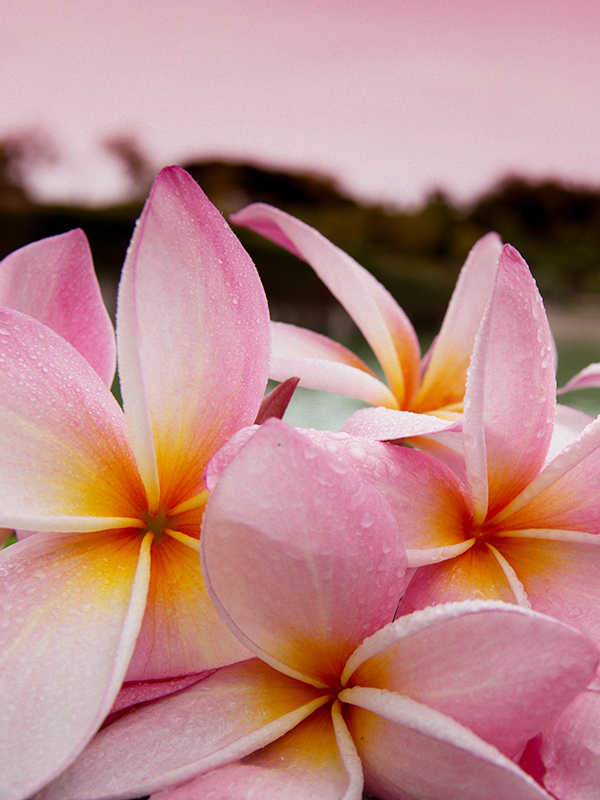 Plumeria (BBW Type)