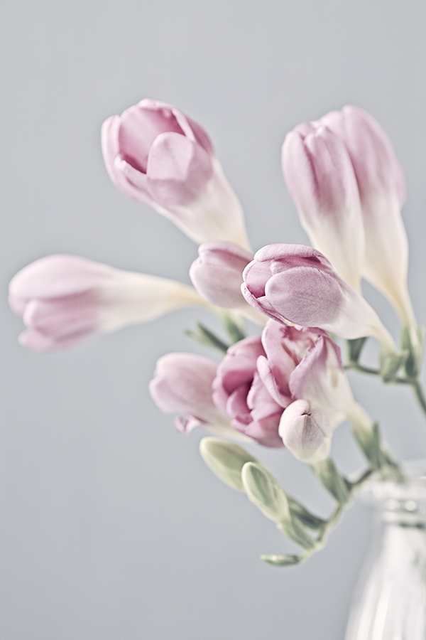 Santa Maria Freesia (SMN Type)