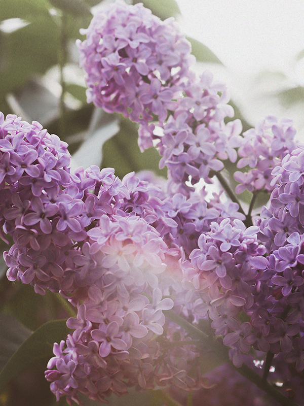 Lilac, En Passant (Frederic Malle Type)