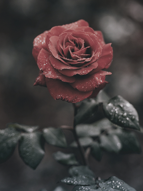 Black Rose (Rose Noir = Byredo Type)