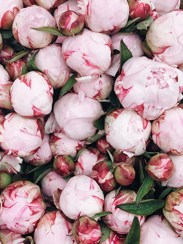 Peony (L Type)