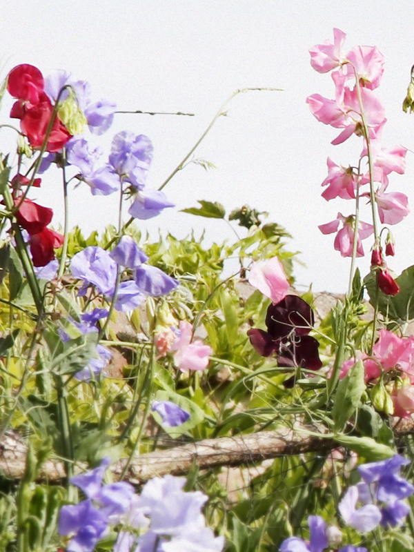 Garden Sweet Pea (YC Type)