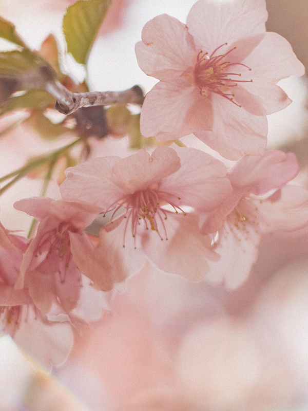 Cherry Blossom (L Type)