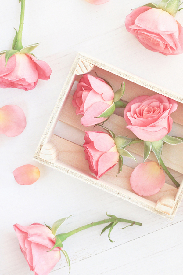 Rose Pompon (AG Type)