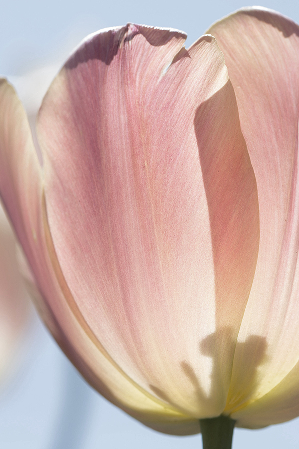 La Tulipe (Byredo Type)
