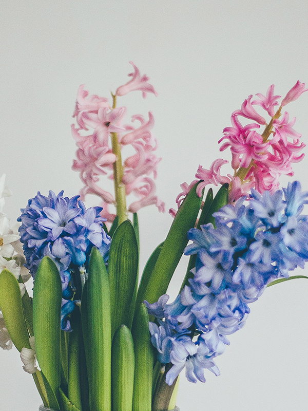 Hyacinth