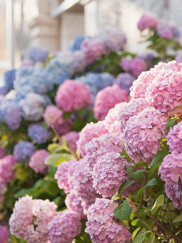 Hydrangea (Yankee Candle Type)