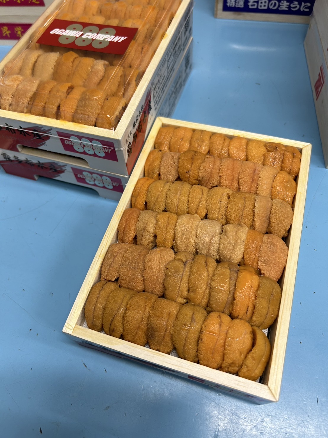 【黃上】カンパニー 888 A Grade 馬糞海膽 直排 250克