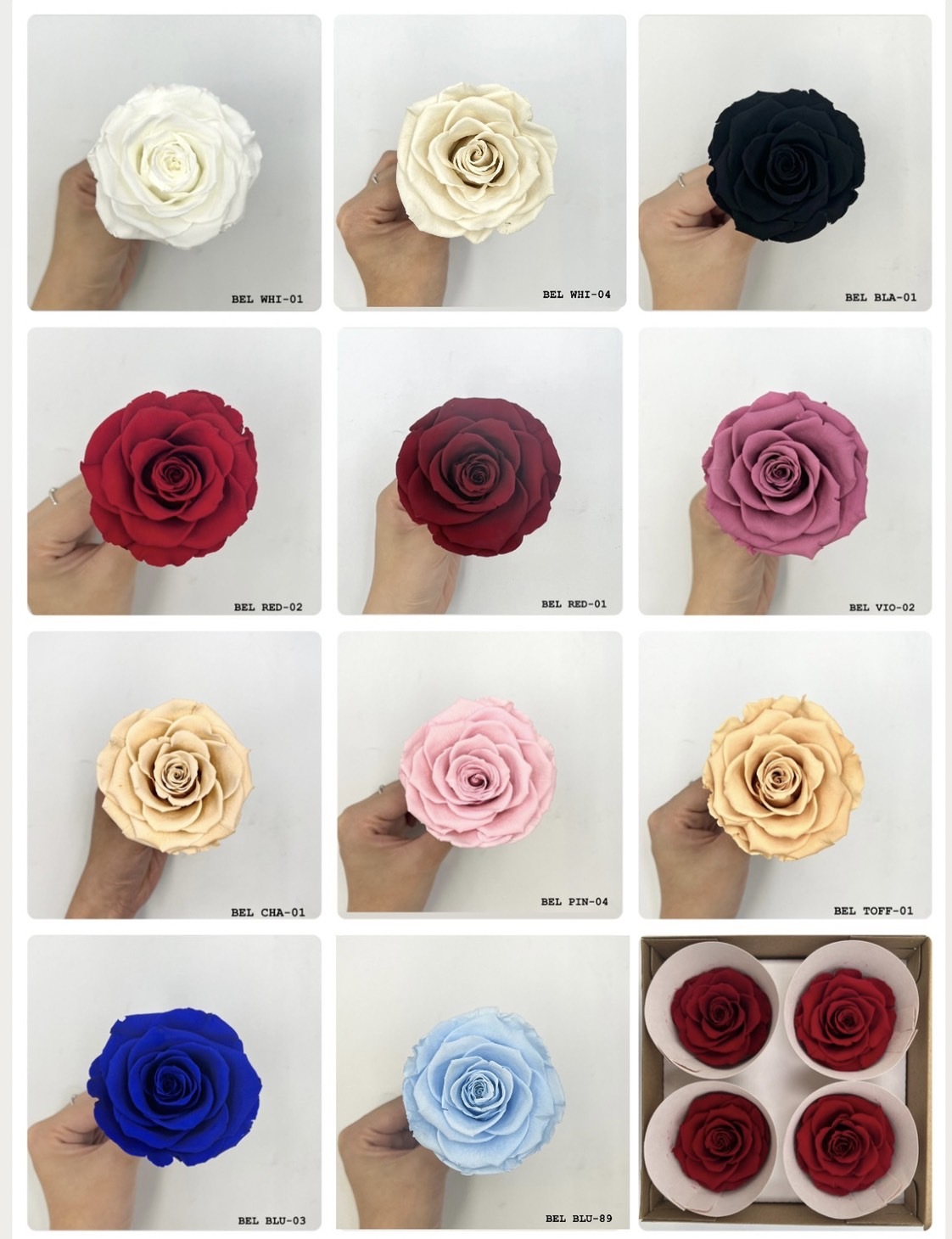 厄瓜多 Roseamor BEL 單色系列 - 4朵裝