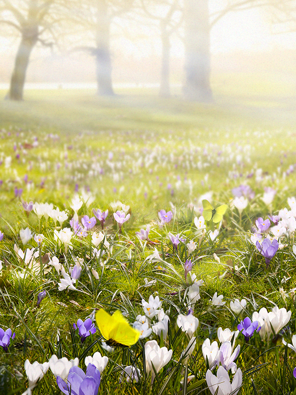 Spring Flower (C Type)