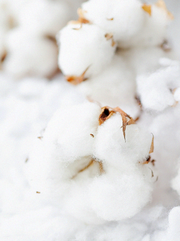 Cotton Blossom (BBW Type)