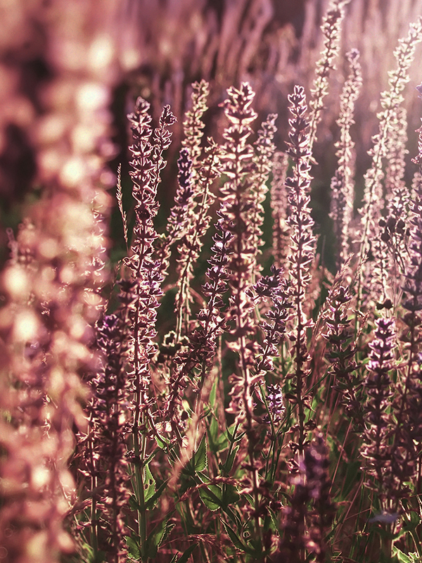 Amber & Lavender (JM Type)