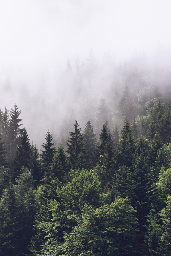 Phytoncide Evergreen