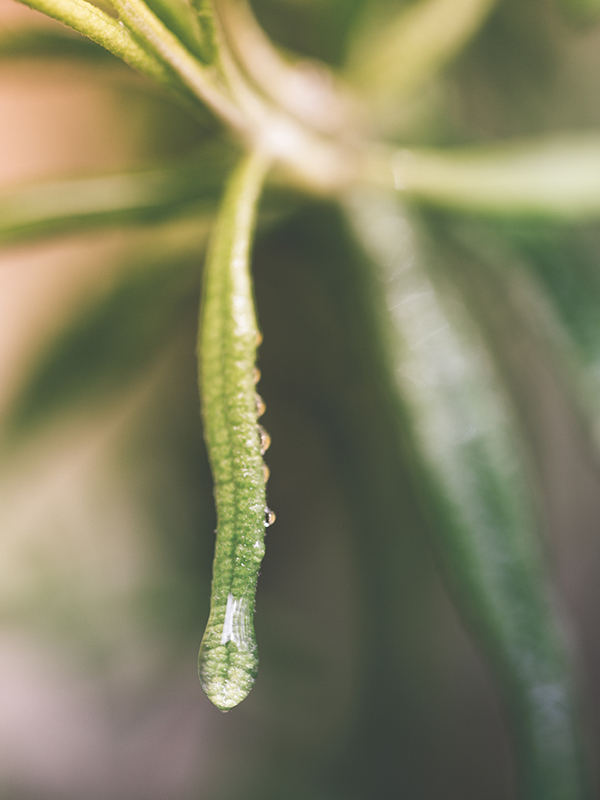 Botanical Shower