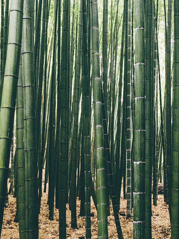 Bamboo