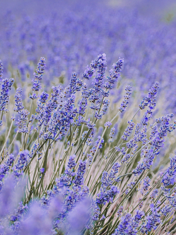 French Lavender