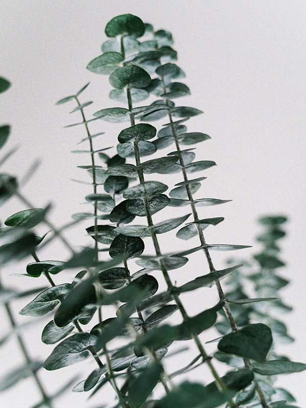 Eucalyptus (YC Type)