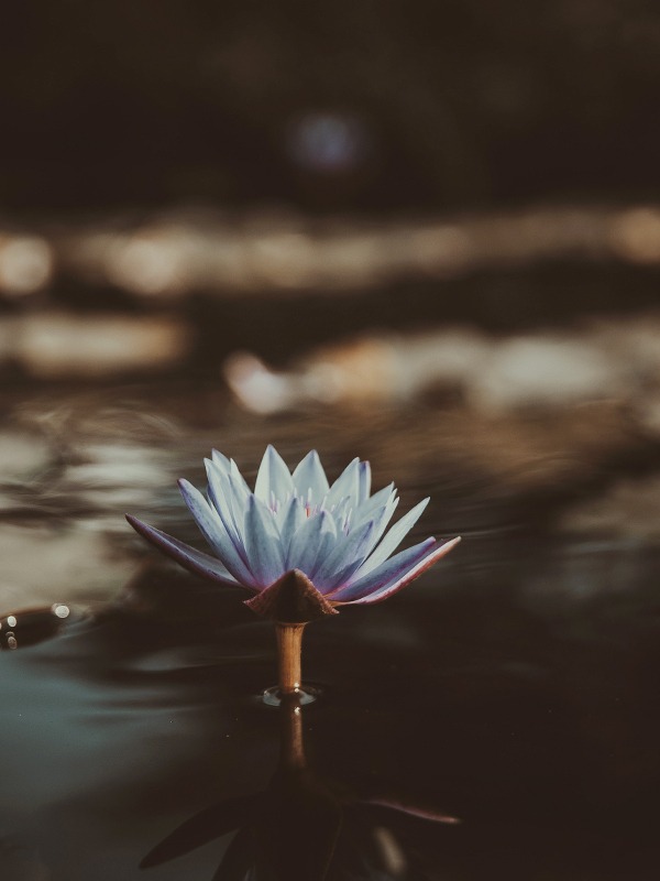 Dark Amber & Ginger Lily (JM Type)