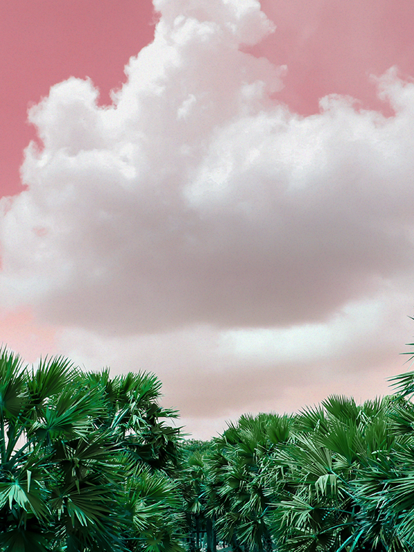 Sugarcane & Vanilla Orchid