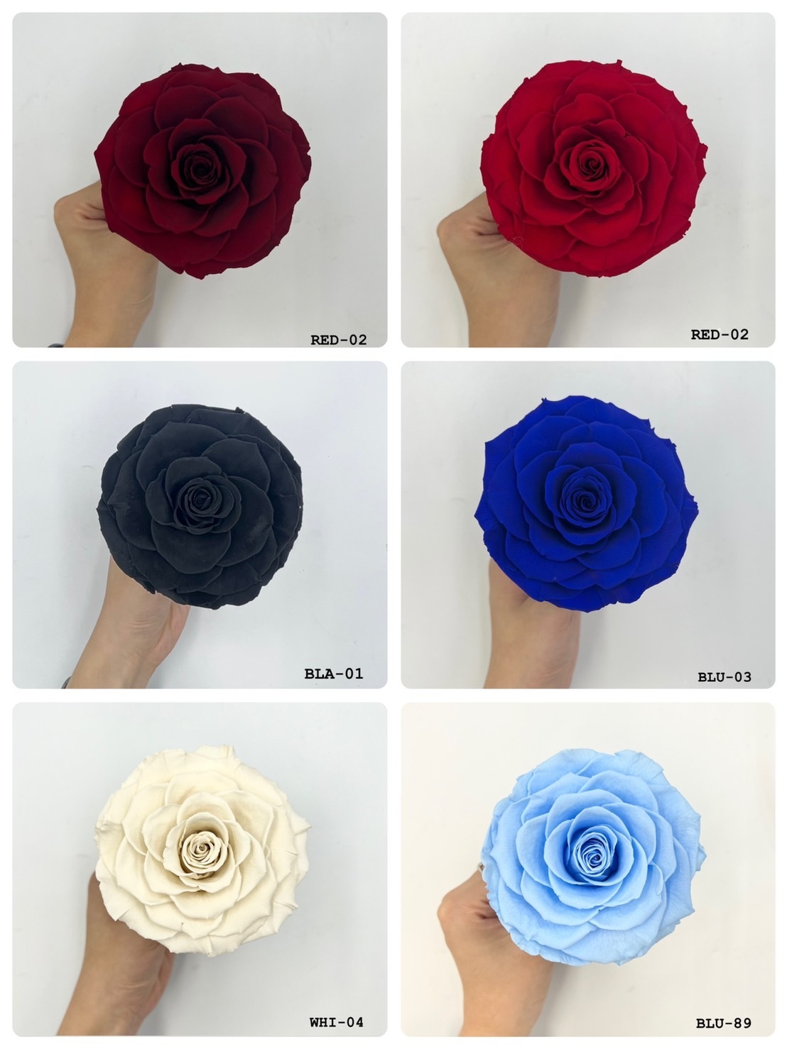 厄瓜多 Roseamor 單朵玫瑰