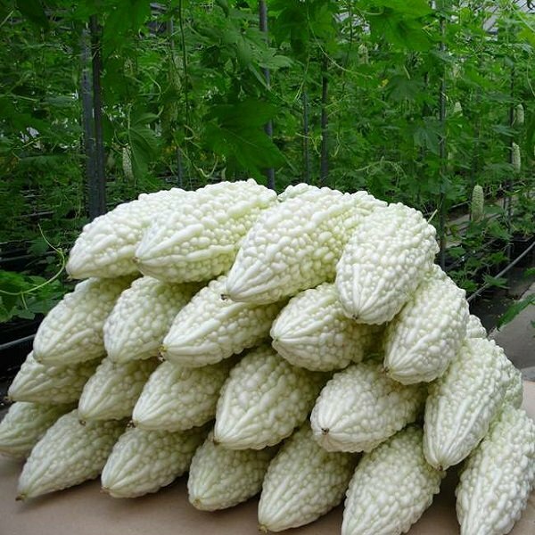 本地有機白苦瓜 (斤)