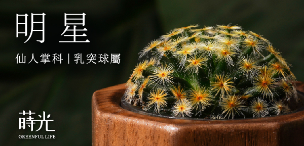 仙人掌科 明星 mammillaria-schiedeana