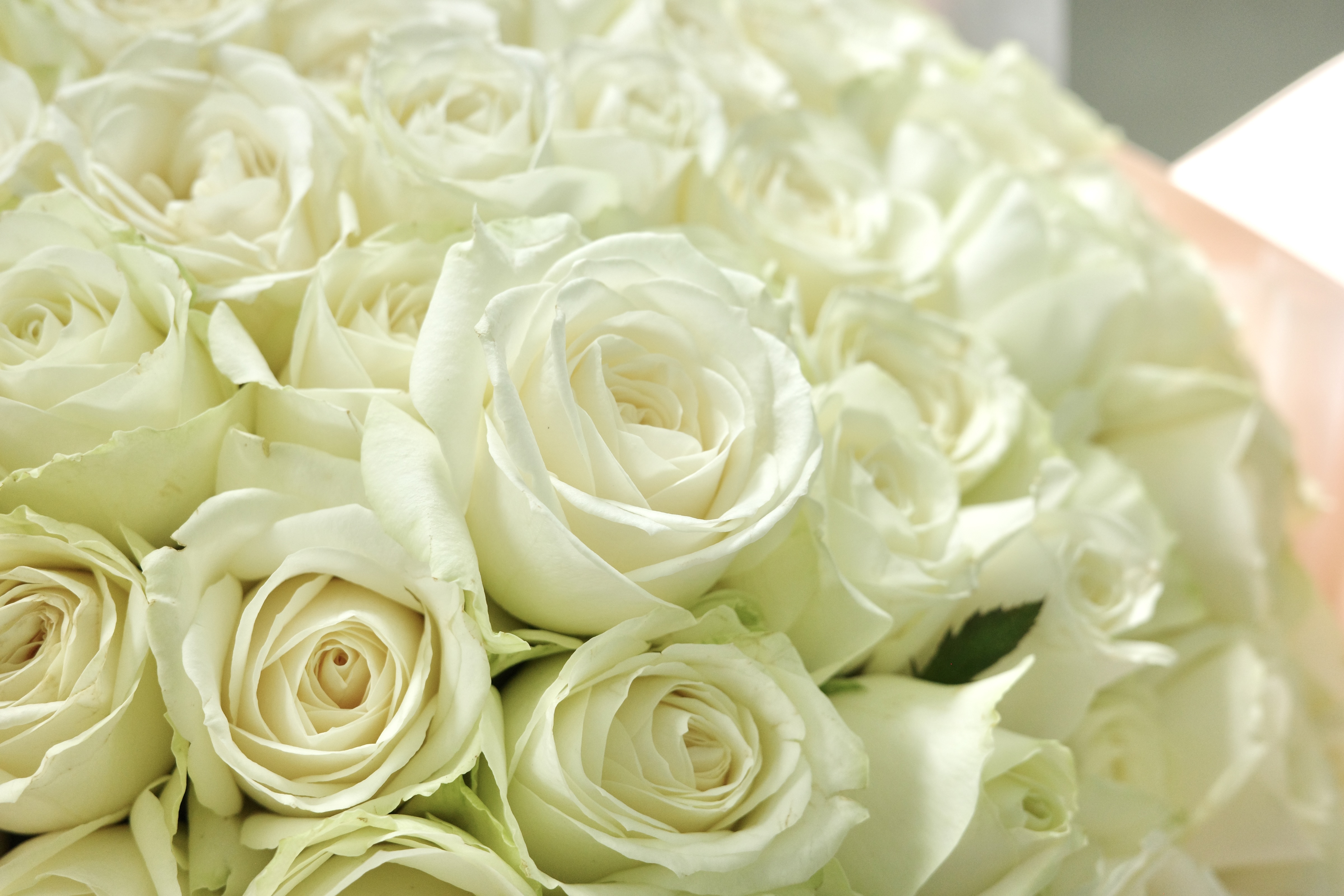 99朵玫瑰．我只鍾情你一人｜時價